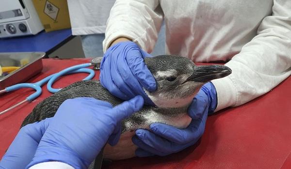 Mais de três mil pinguins foram resgatados em praias brasileiras durante este ano