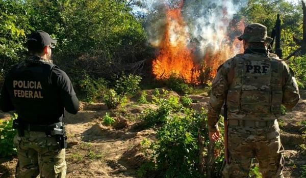 Polícia destrói mais de 500 mil pés de maconha; material renderia R$ 180 milhões para organizações criminosas 