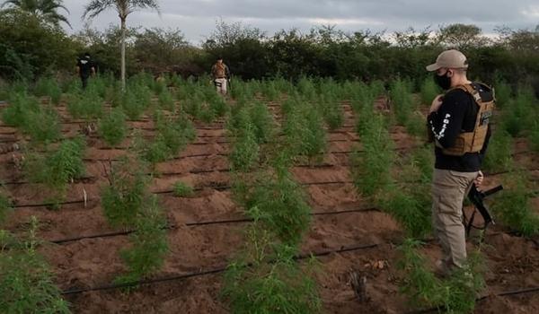 Dois mil pés de maconha são localizados e queimados no município de Ipirá; um suspeito morreu e dois fugiram