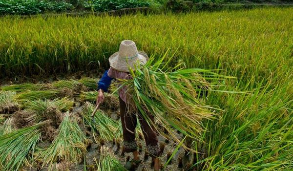 Governo divulga fluxo de atendimento para vítimas de trabalho escravo em seis estados, incluindo a Bahia