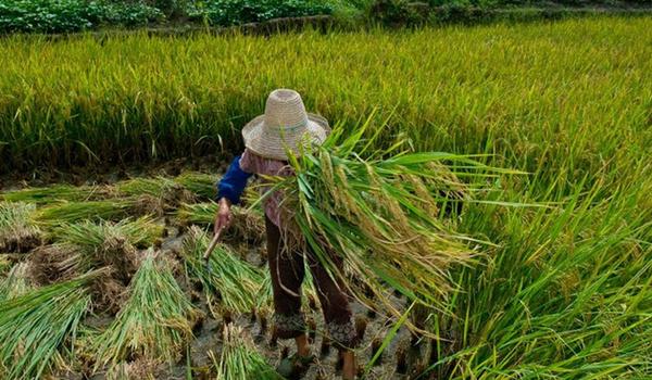 Governo divulga fluxo de atendimento para vítimas de trabalho escravo em seis estados,  incluindo a Bahia