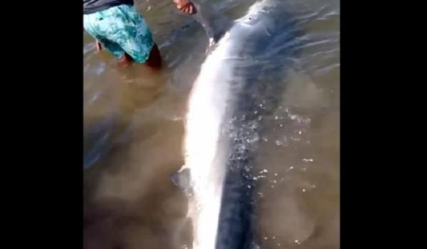   Tubarão lixa de 300 kg é encontrado morto e pescadores dividem carne do animal na Bahia