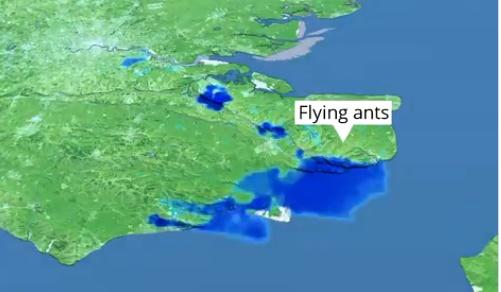Após gafanhotos, nuvem de formigas voadoras aparece em radares meteorológicos
