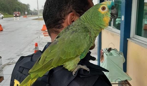 Bahia: 127 aves silvestres e seis exóticas são resgatadas durante operação da PRF; veja vídeo