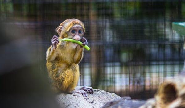 Live do CRMV-BA debate função e importância dos zoológicos; confira