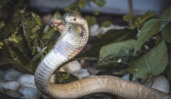 Estudante picado por cobra naja é preso em investigação sobre tráfico de animais