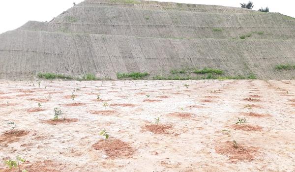 Mais de 20 mil mudas serão plantadas na Linha Verde até 2021, diz a Concessionária Litoral Norte 