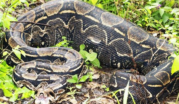 Biólogos encontram maior cobra já vista na região de Aramari, na Bahia; animal tinha acabado de se alimentar 