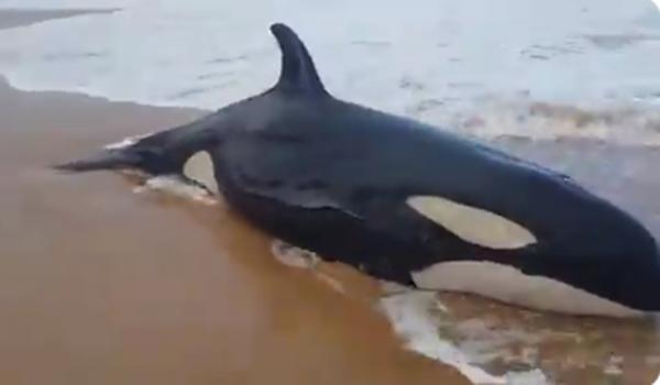 Vídeo: Orca morre após encalhar em praia de Guarajuba; tentativas de levar o animal a água não funcionaram