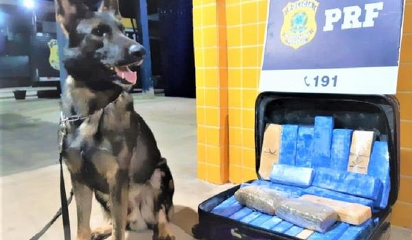 Com ajuda de cães, PRF apreende mais de 20 kg de maconha em dois ônibus na BR 242