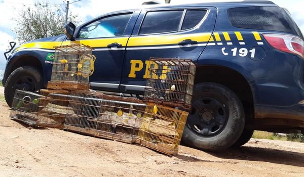 Mais de 200 animais silvestres são resgatados durante operação da Polícia Rodoviária Federal 