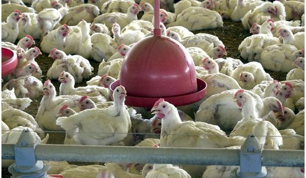 Asas de frango congeladas importadas do Brasil testaram positivo para Covid-19, diz China 