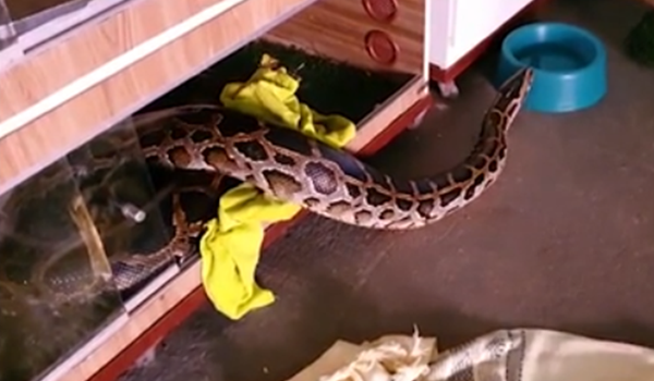 Cobra de 8 metros e 80 quilos criada por casal há 11 anos é apreendida junto com outros animais exóticos