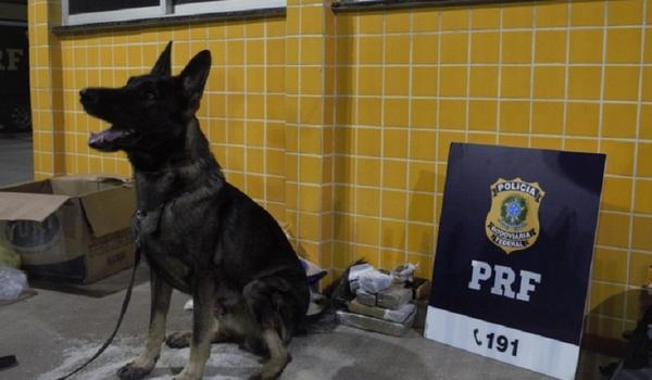 Com ajuda de cão, PRF prende mulher que transportava maconha escondida em sacos de arroz