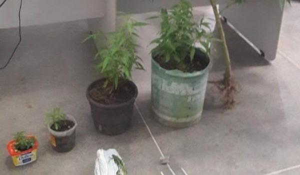 Rondesp descobre cultivo de maconha na varanda de uma casa na cidade de Barreiras