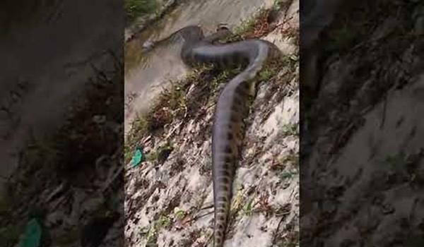  Populares encontram cobra sucuri em praia e ficam impressionados com o animal; " ó o tamanho da monstra"