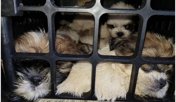 Mais de 60 filhotes de shih-tzu são resgatados pela PRF em porta-malas de carro no interior da Bahia; assista