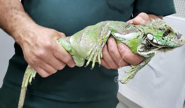 Motorista é flagrado transportando 40 iguanas em situação de maus-tratos na BR-101