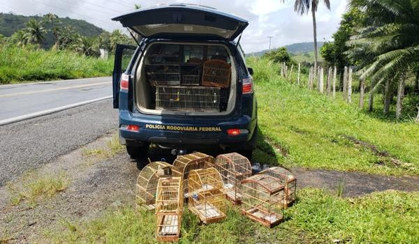 PRF resgata 50 aves silvestres nas estradas federais da Bahia; em 2020, já são quase 3 mil animais 'salvos'