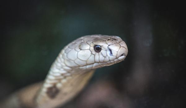 Quatro pessoas são denunciadas pelo Ministério Público no caso da cobra naja