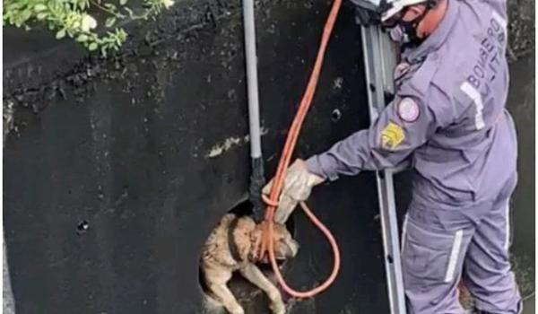 Bombeiros resgatam cachorro preso em tubulação de água, na Sete Portas