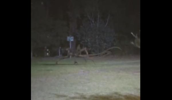 Criatura bizarra filmada vagando nas ruas de cidade da Bahia: verdade ou mentira?