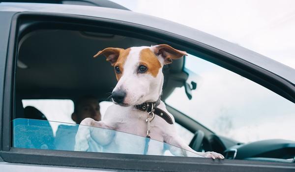 Campanha de vacinação contra a raiva em Salvador é retomada nos drives-thru