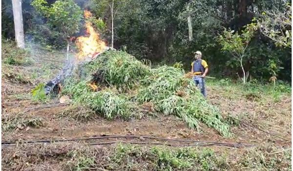 Homens que já tinham passagens por roubo, latrocínio e estupro são presos com grande plantação de maconha na Bahia