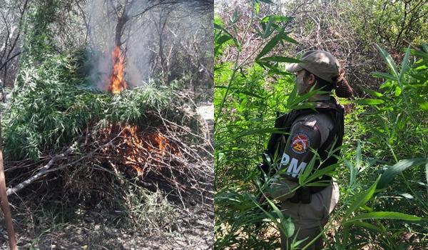 VÍDEO: Plantação de maconha avaliada em R$ 250 mil é incinerada pela polícia; três pessoas foram presas