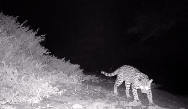 Projeto de monitoramento de animais silvestres em Jacobina recebe doações do MP-BA