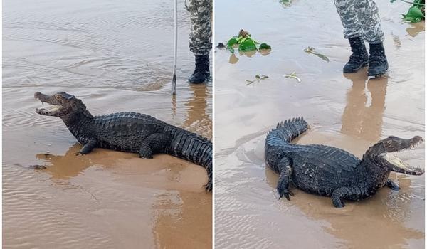 Jacaré de 2 metros e 30 kg é resgatado na praia de Jaguaribe, em Salvador; veja vídeo