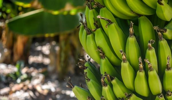 Baiano descobre fungo capaz de controlar a pior praga para cultivo de banana; conclusão integra tese de doutorado  