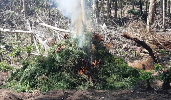 Plantação com  mais de 1.500 pés de maconha é incinerada pela polícia em Belmonte; três pessoas foram presas