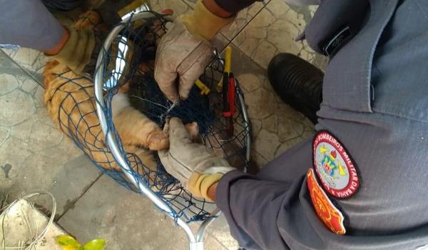 Gato é salvo por bombeiros em Barreiras após ficar preso por duas horas em cerca elétrica 