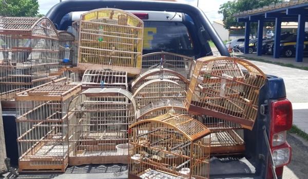 Animais silvestres mantidos em cativeiro são resgatados pela PRF em Feira de Santana