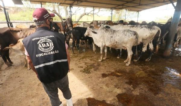 Vacinação contra febre aftosa na Bahia termina nesta segunda-feira; 93,5% dos animais foram vacinados