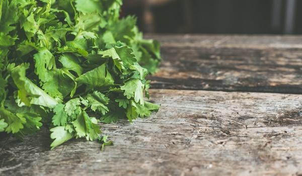 Salvador ganha Farmácia Viva para produção de remédios a partir de plantas medicinais