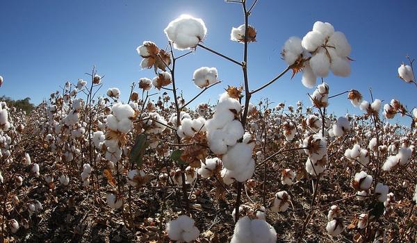 Agronegócio baiano tem crescimento de 5,8% no terceiro trimestre