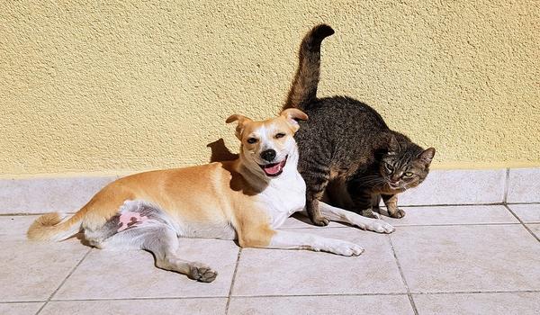 Saiba onde realizar a castração gratuita de cães e gatos em Salvador