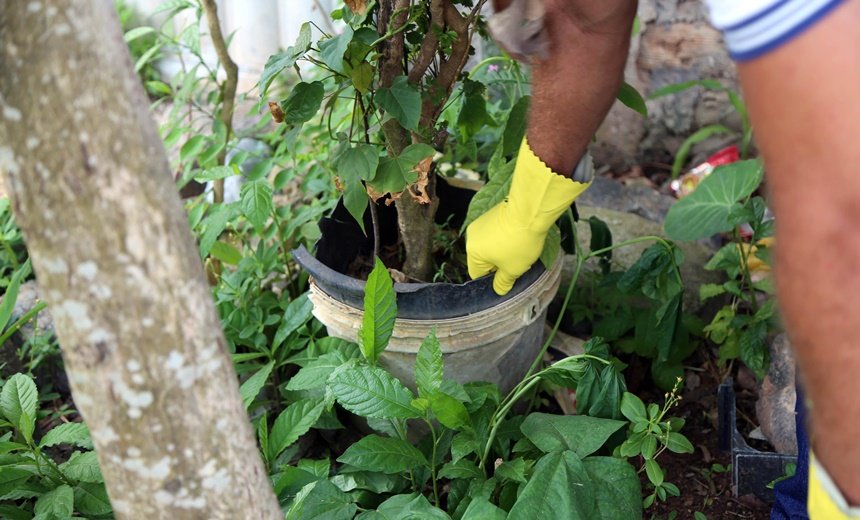 Campanha de mobilização contra o mosquito transmissor da dengue será iniciada nesta quinta em Salvador