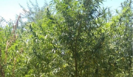 PM invade plantação de maconha, acha 11 mil pés e prende um no Norte da Bahia