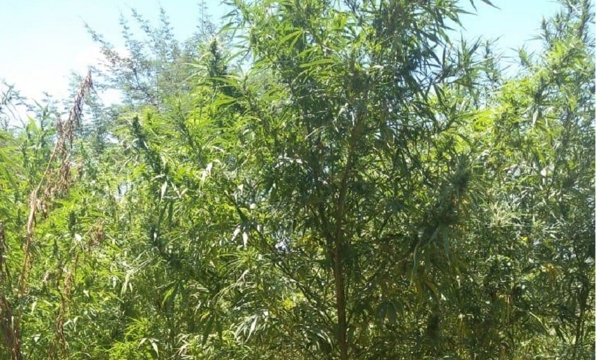 PM invade plantação de maconha, acha 11 mil pés e prende um no Norte da Bahia