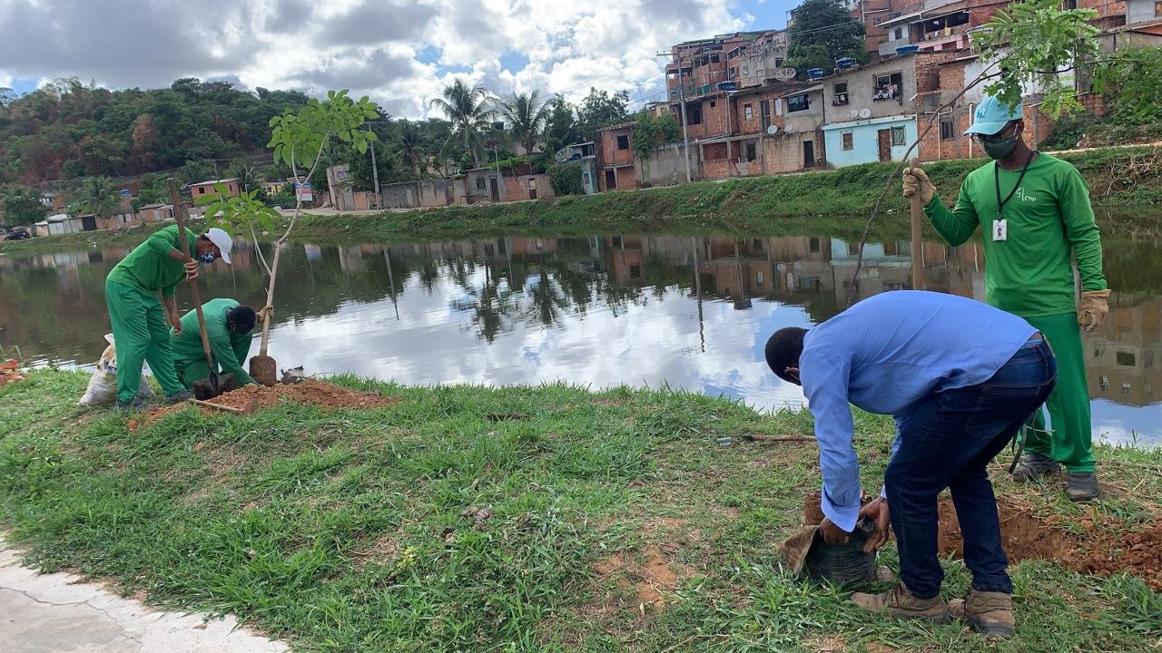 Plantio Chuva: começa nesta quarta-feira operação que vai arborizar 40 localidades de Salvador