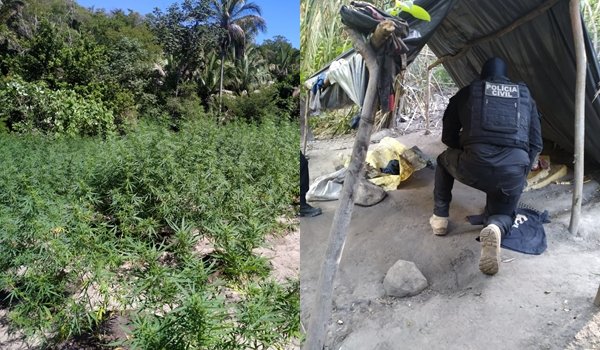 Plantação com quatro mil pés de maconha é erradicada na Bahia; proprietário conseguiu fugir