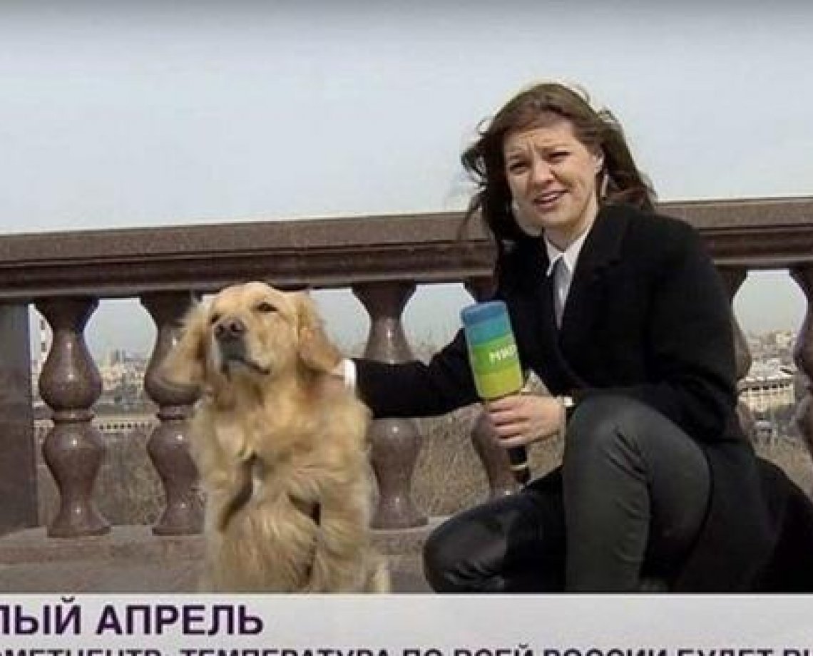 Vídeo: cachorro rouba microfone de repórter durante transmissão ao vivo e sai correndo