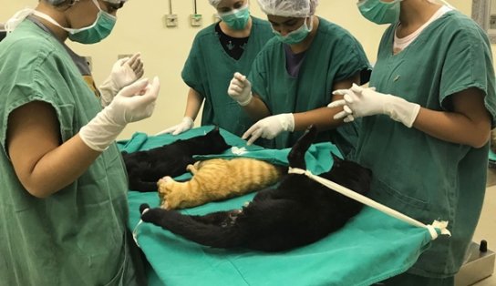 Cirurgias veterinárias podem ser suspensas para reduzir uso de insumos hospitalares em falta nas UTIs humanas