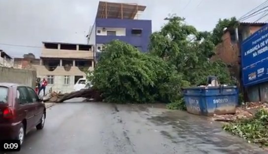 Queda de árvore impede acesso à rua próxima ao fim de linha da Federação; veja vídeo