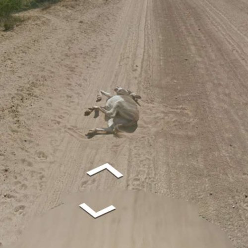 Uma sequência de fotos tiradas na Botswana dá a entender que o carro do google atropelou um burro. A empresa negou.