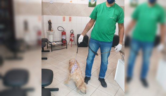 Cachorro é resgatado após ter órgão genital cortado e ser abandonado na praia de Ondina