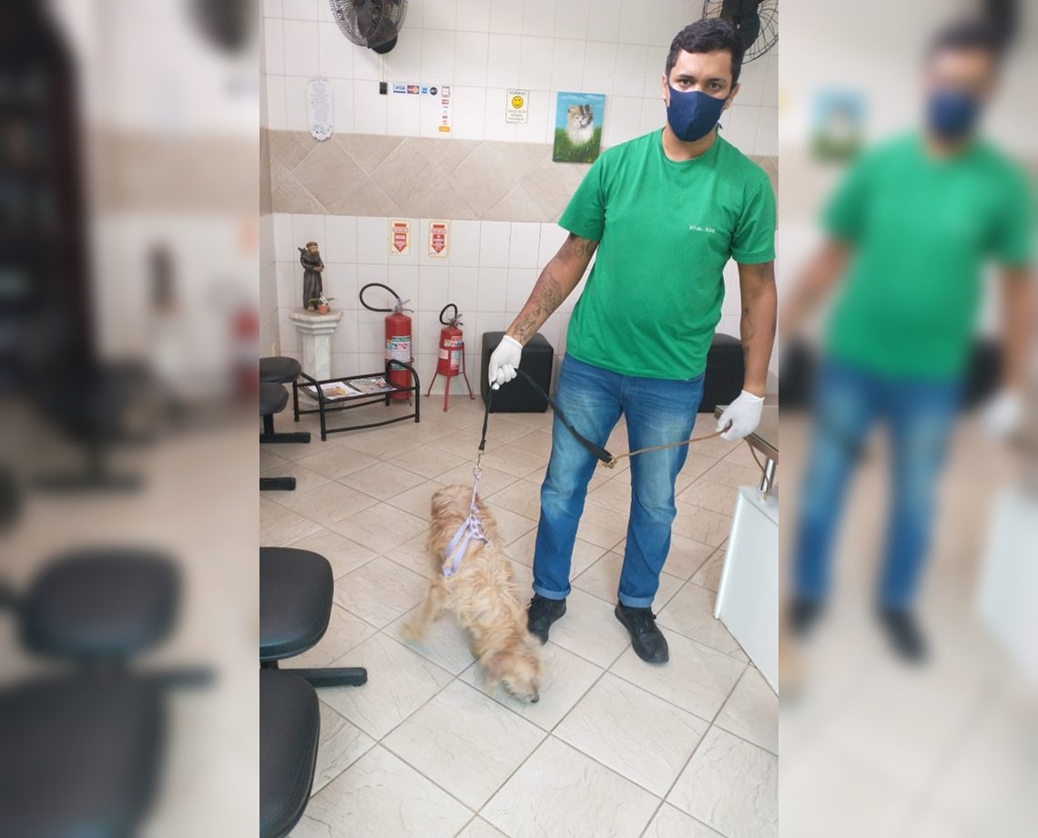 Cachorro é resgatado após ter órgão genital cortado e ser abandonado na praia de Ondina